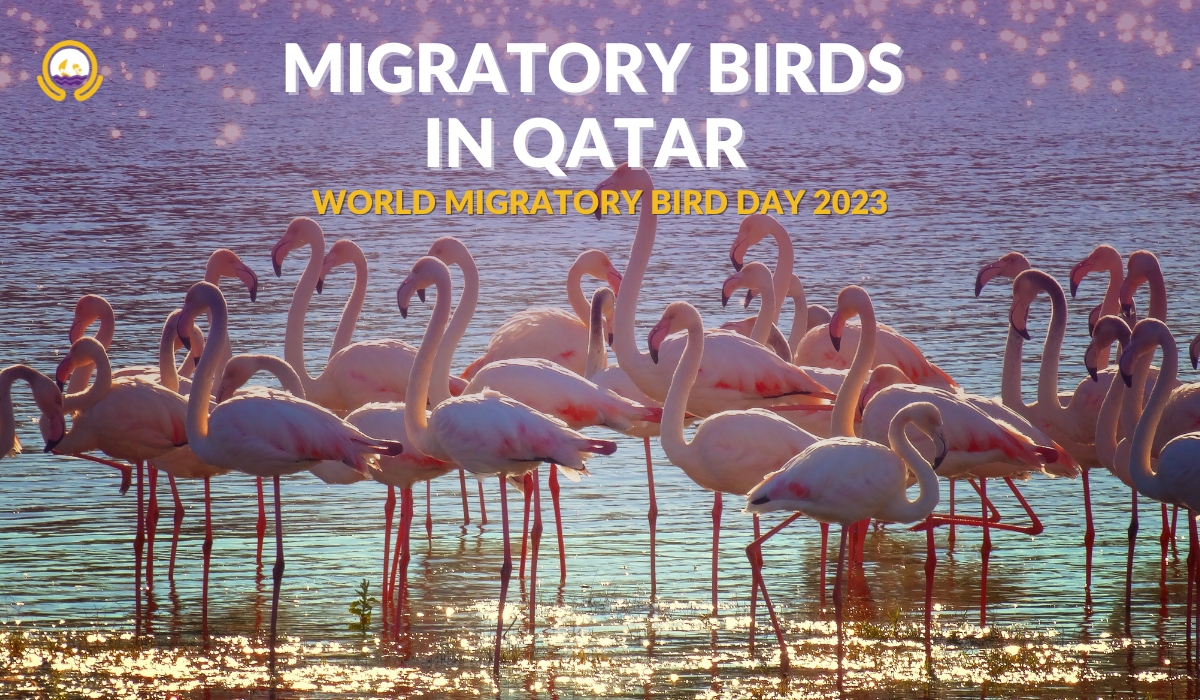 WORLD MIGRATORY BIRD DAY